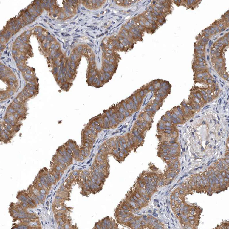 Immunohistochemistry (Formalin/PFA-fixed paraffin-embedded sections) - Anti-OXR1 antibody (AB251774)