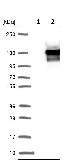 Western blot - Anti-OXR1 antibody (AB251774)