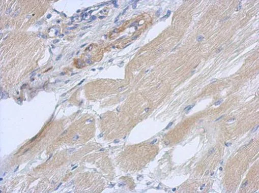 Immunohistochemistry (Formalin/PFA-fixed paraffin-embedded sections) - Anti-OXR1 antibody - C-terminal (AB227511)