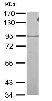 Western blot - Anti-OXR1 antibody - C-terminal (AB227511)