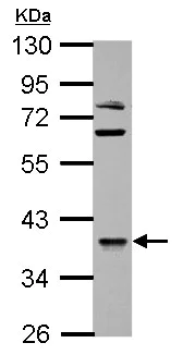 Western blot - Anti-OXSM antibody (AB154616)