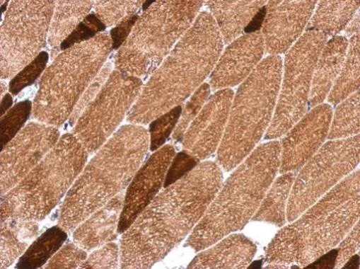 Immunohistochemistry (Formalin/PFA-fixed paraffin-embedded sections) - Anti-OXSM antibody (AB229111)