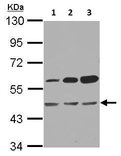 Western blot - Anti-OXSM antibody (AB229111)