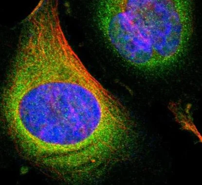 Immunocytochemistry/ Immunofluorescence - Anti-OXSR1 antibody (AB224248)