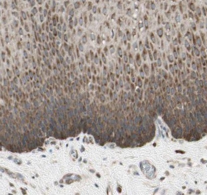 Immunohistochemistry (Formalin/PFA-fixed paraffin-embedded sections) - Anti-OXSR1 antibody (AB224248)