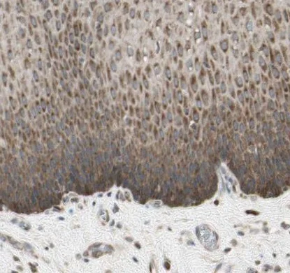 Immunohistochemistry (Formalin/PFA-fixed paraffin-embedded sections) - Anti-OXSR1 antibody (AB224248)