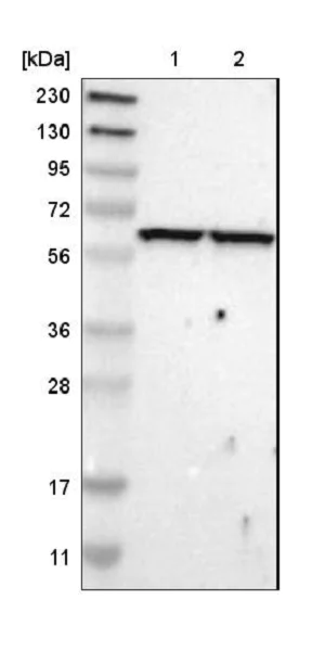 Western blot - Anti-OXSR1 antibody (AB224248)