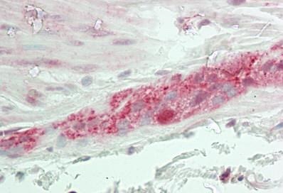 Immunohistochemistry (Formalin/PFA-fixed paraffin-embedded sections) - Anti-OXSR1 antibody (AB230627)
