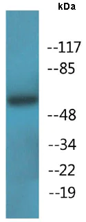 Western blot - Anti-OXSR1 (phospho T185) antibody (AB138655)