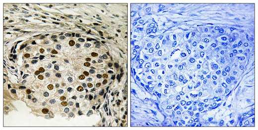 Immunohistochemistry (Formalin/PFA-fixed paraffin-embedded sections) - Anti-OXSR1 (phospho T185) antibody (AB192803)
