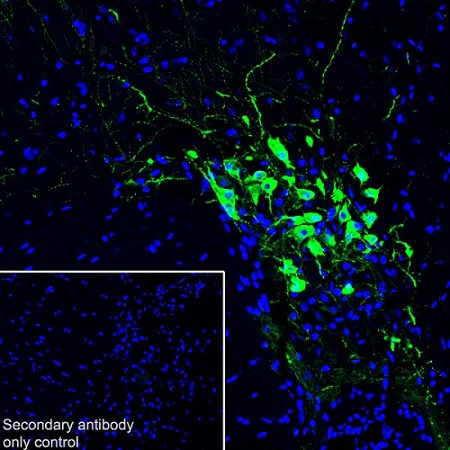Immunohistochemistry (Frozen sections) - Anti-Oxytocin-neurophysin 1 antibody [EPR20973] (AB212193)