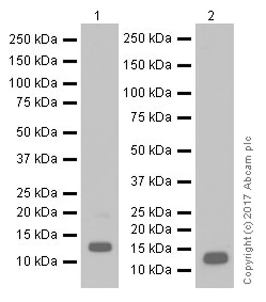 Western blot - Anti-Oxytocin-neurophysin 1 antibody [EPR20973] (AB212193), expandable thumbnail