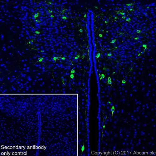 Immunohistochemistry (Frozen sections) - Anti-Oxytocin-neurophysin 1 antibody [EPR20973] - BSA and Azide free (AB226490)