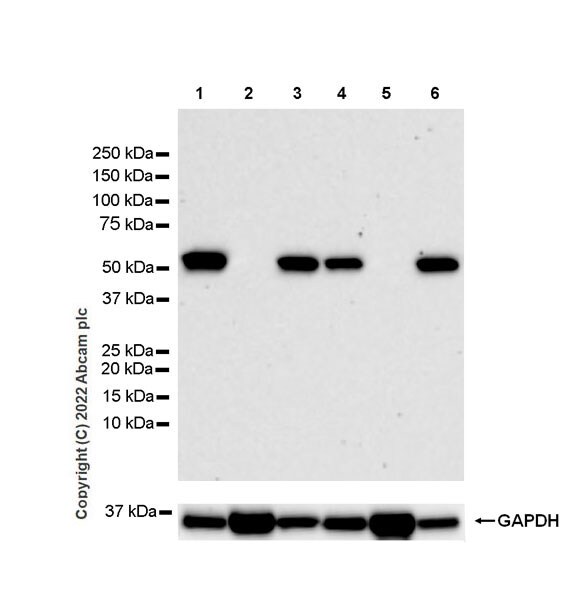 Western blot - Anti-Oxytocin Receptor antibody [EPR24409-146] (AB300443), expandable thumbnail