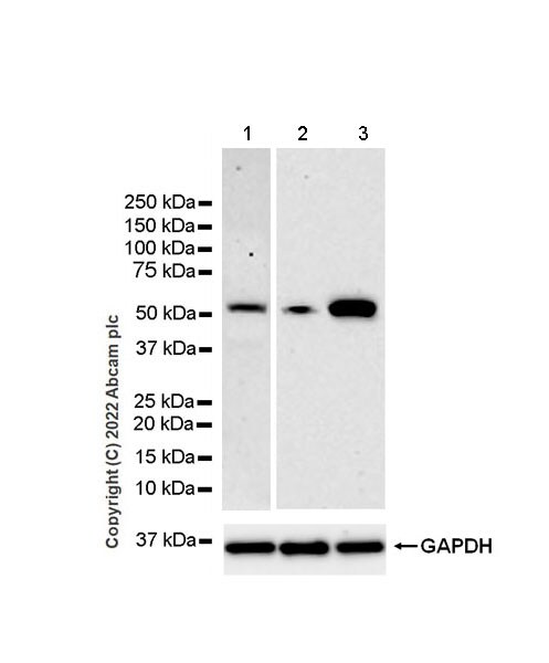 Western blot - Anti-Oxytocin Receptor antibody [EPR24409-146] (AB300443), expandable thumbnail