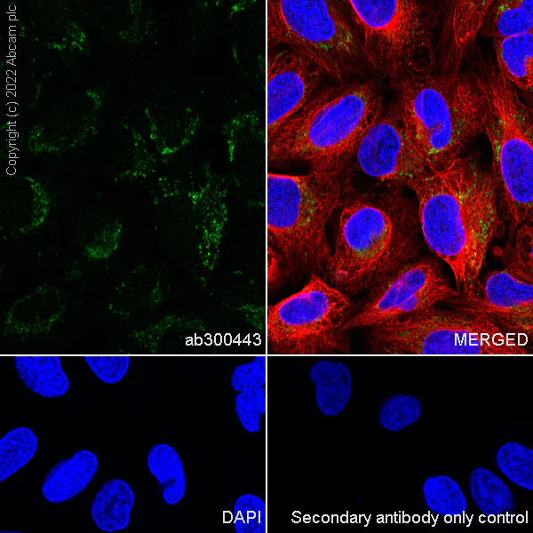 Immunocytochemistry/ Immunofluorescence - Anti-Oxytocin Receptor antibody [EPR24409-146]- BSA and Azide free (AB300444)