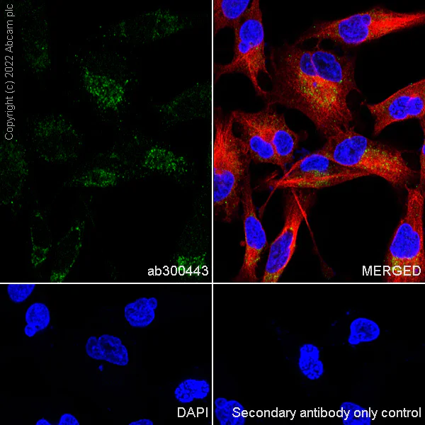 Immunocytochemistry/ Immunofluorescence - Anti-Oxytocin Receptor antibody [EPR24409-146]- BSA and Azide free (AB300444)
