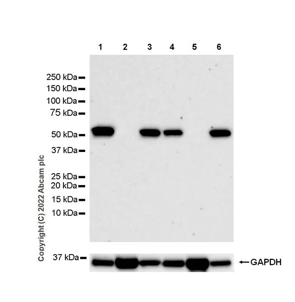 Western blot - Anti-Oxytocin Receptor antibody [EPR24409-146]- BSA and Azide free (AB300444)
