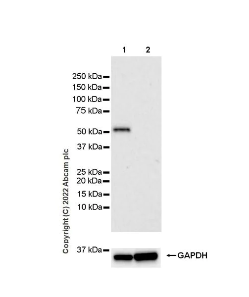 Western blot - Anti-Oxytocin Receptor antibody [EPR24409-146]- BSA and Azide free (AB300444)