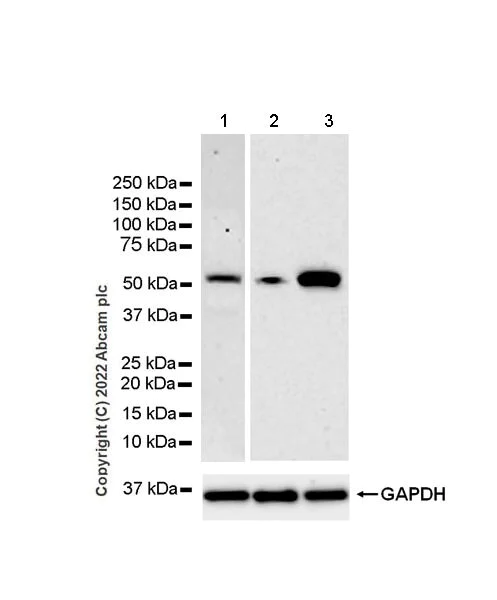 Western blot - Anti-Oxytocin Receptor antibody [EPR24409-146]- BSA and Azide free (AB300444)
