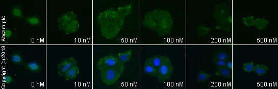 Functional Studies - Oxytocin, Reproductive hormone (AB120186)