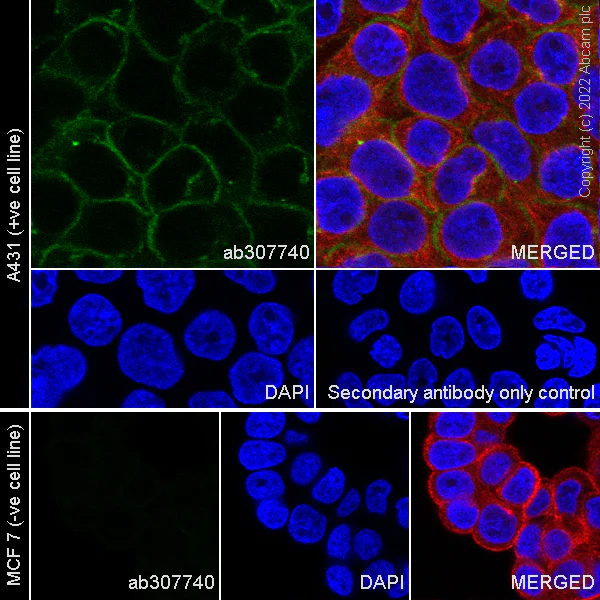 Immunocytochemistry/ Immunofluorescence - Anti-P cadherin antibody [56/P-Cadherin] (AB307740)
