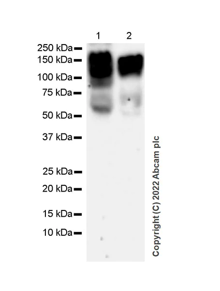 Western blot - Anti-P cadherin antibody [56/P-Cadherin] (AB307740)