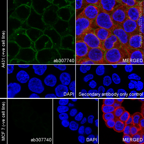 Anti-P cadherin antibody [56/P-Cadherin] - BSA and Azide