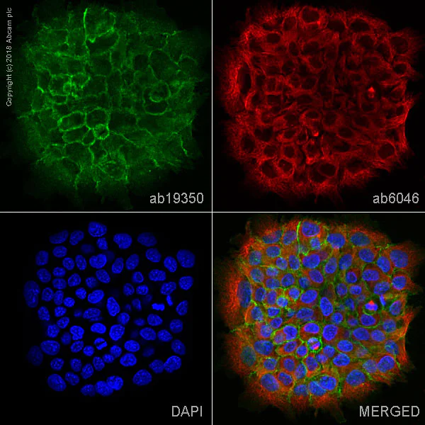 Immunocytochemistry/ Immunofluorescence - Anti-P cadherin antibody [6A9] - BSA and Azide free (AB233769)
