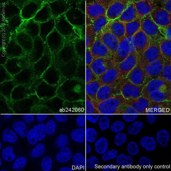 Immunocytochemistry/ Immunofluorescence - Anti-P cadherin antibody [EPR22426] - BSA and Azide free (AB245204)