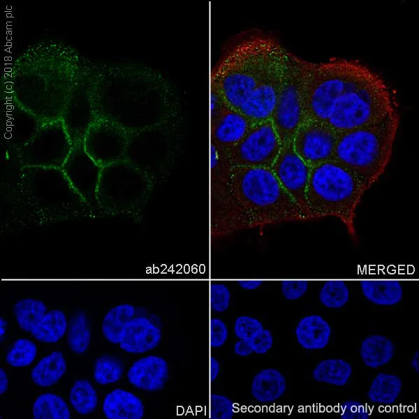 Immunocytochemistry/ Immunofluorescence - Anti-P cadherin antibody [EPR22426] - BSA and Azide free (AB245204)