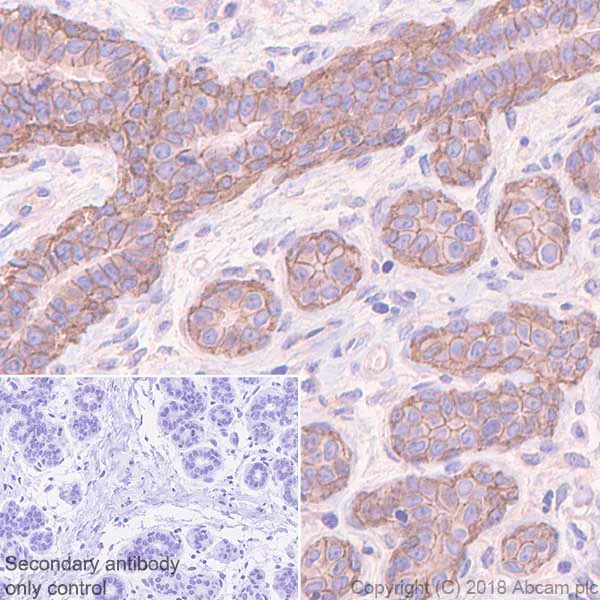 Immunohistochemistry (Formalin/PFA-fixed paraffin-embedded sections) - Anti-P cadherin antibody [EPR22426] - BSA and Azide free (AB245204)