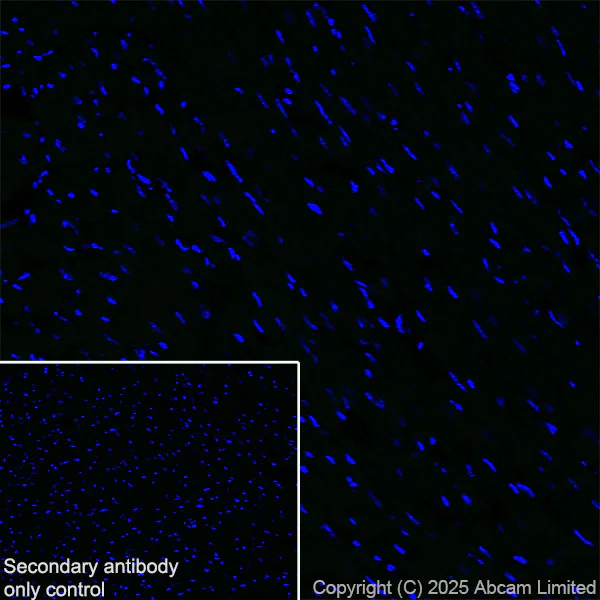 Immunohistochemistry (Frozen sections) - Anti-P cadherin antibody [EPR30043-509] (AB324980)