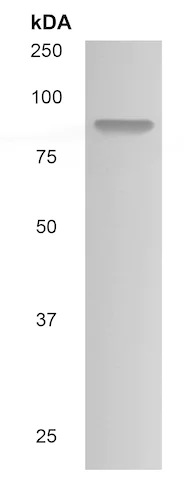 Western blot - Anti-P cadherin antibody [MM0508-9V11] (AB89900)