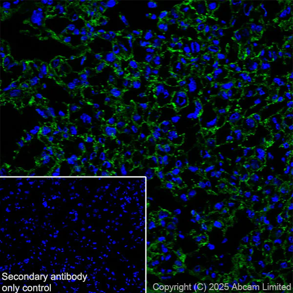 Immunohistochemistry (Frozen sections) - Anti-P cadherin antibody[EPR30043-509] - BSA and Azide free (AB324985)