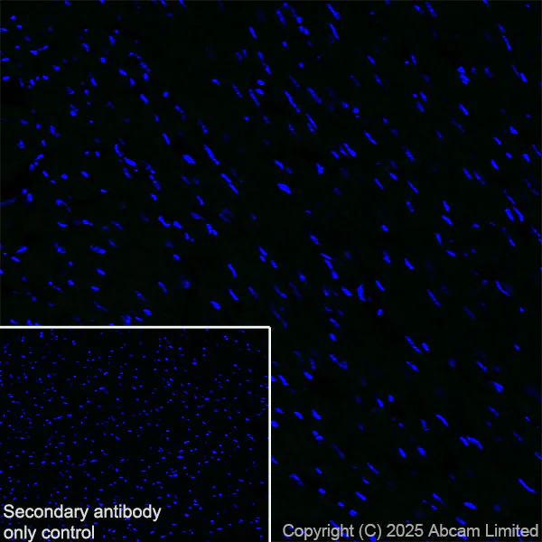 Immunohistochemistry (Frozen sections) - Anti-P cadherin antibody[EPR30043-509] - BSA and Azide free (AB324985)