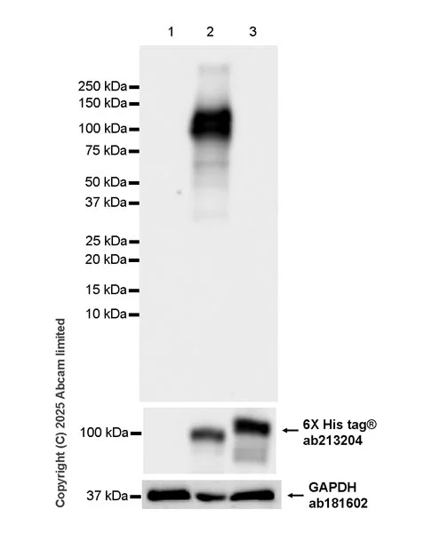 Western blot - Anti-P cadherin antibody[EPR30043-509] - BSA and Azide free (AB324985)