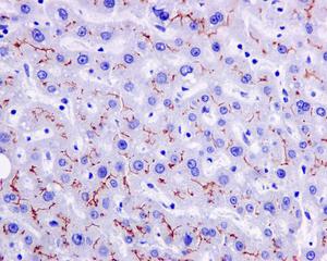 Immunohistochemistry (Formalin/PFA-fixed paraffin-embedded sections) - Anti-P Glycoprotein antibody [EPR10363] - BSA and Azide free (AB271923), expandable thumbnail