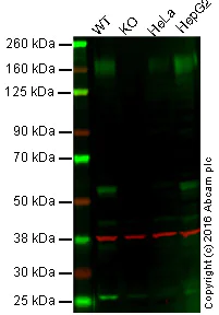 Western blot - Anti-P Glycoprotein antibody [EPR10363] - BSA and Azide free (AB271923)