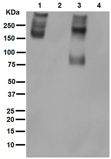 Western blot - Anti-P Glycoprotein antibody [EPR10364-57] (AB170904)