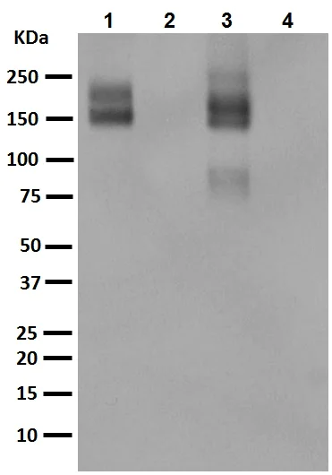 Western blot - Anti-P Glycoprotein antibody [EPR10364-57] (AB170904)