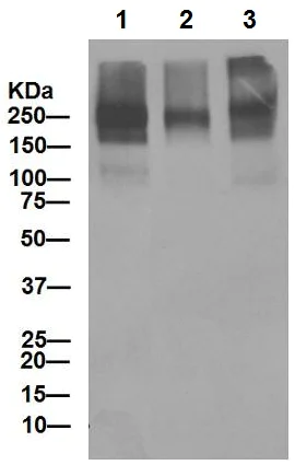 Western blot - Anti-P Glycoprotein antibody [EPR10364-57] - BSA and Azide free (AB216656)