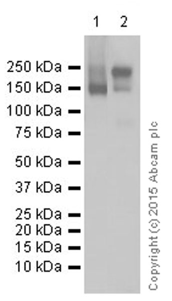 Western blot - Anti-P Glycoprotein antibody [EPR10364] (AB168337), expandable thumbnail