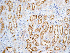 Immunohistochemistry (Formalin/PFA-fixed paraffin-embedded sections) - Anti-P Glycoprotein antibody [EPR10364] - BSA and Azide free (AB271921)