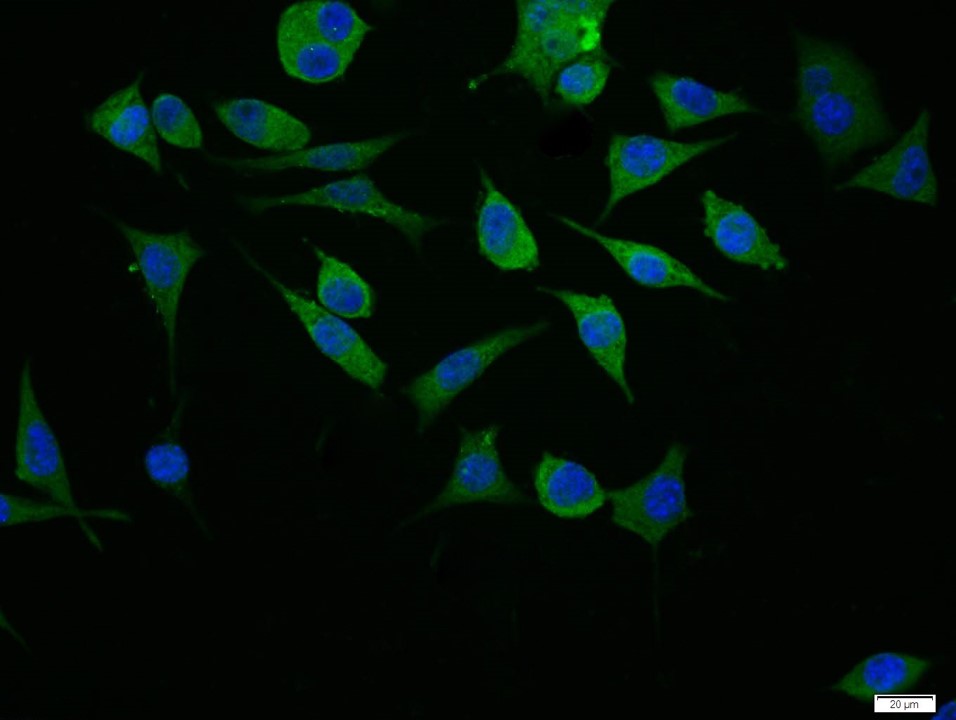 Immunocytochemistry - Anti-P Glycoprotein antibody - N-terminal (AB202976)