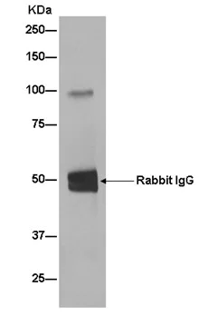 Immunoprecipitation - Anti-P-Selectin (CD62P) antibody [EPR2146(2)] (AB182135)
