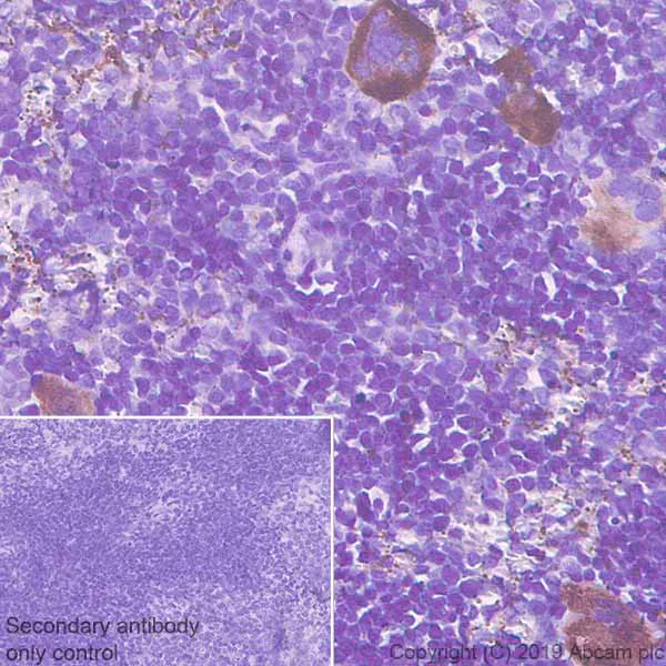 Immunohistochemistry (Formalin/PFA-fixed paraffin-embedded sections) - Anti-P-Selectin (CD62P) antibody [EPR22850-190] - BSA and Azide free (AB256823)