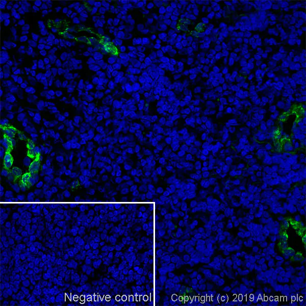 Immunohistochemistry (Frozen sections) - Anti-P-Selectin (CD62P) antibody [Psel.KO.2.7] - BSA and Azide free (AB269578)
