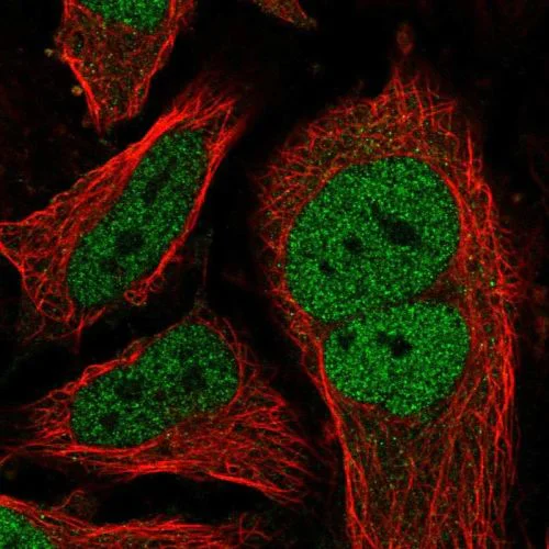 Immunocytochemistry/ Immunofluorescence - Anti-p107 antibody (AB244504)