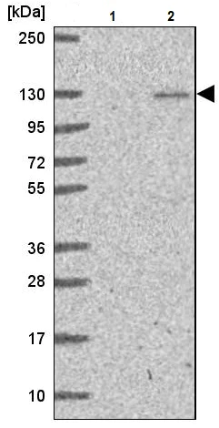 Western blot - Anti-p107 antibody (AB244504)